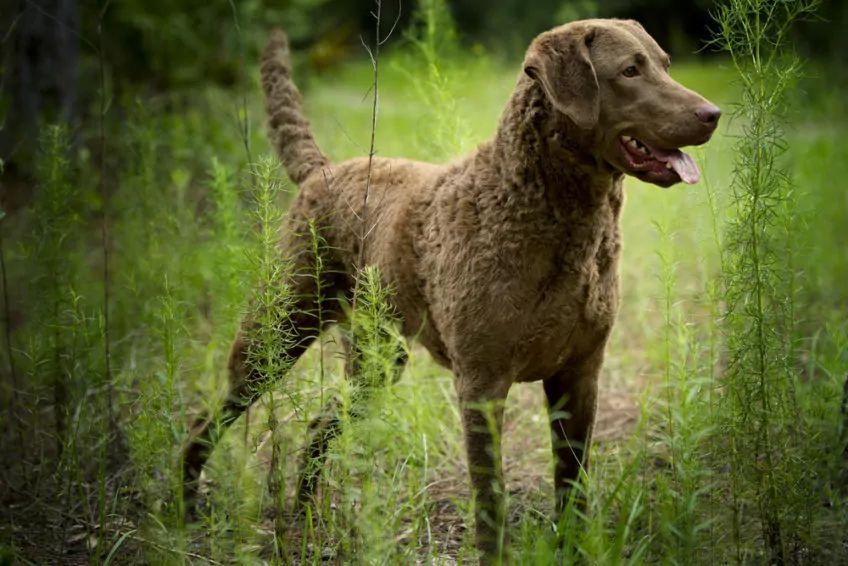 Chesapeake bay retriever stoi w wysokiej trawie