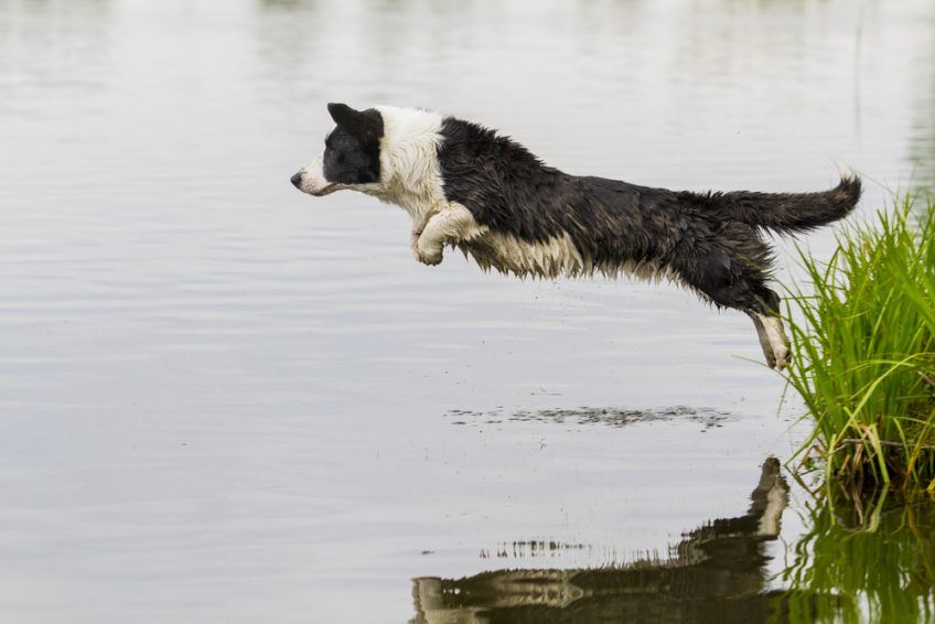 Cardigan skacze do wody