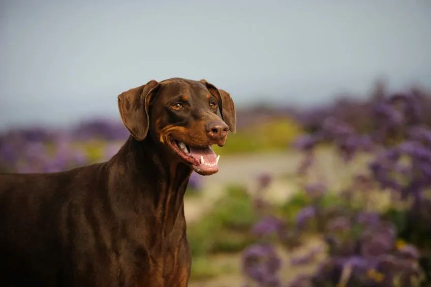 Doberman pozuje na tle kwiatów