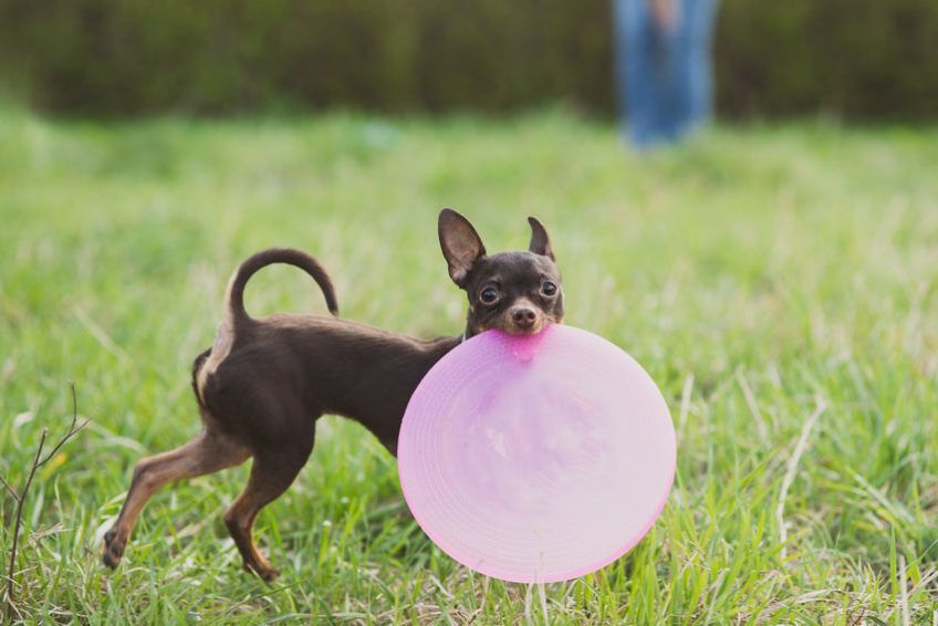 Rosyjski toy trzyma w zębach frisbee