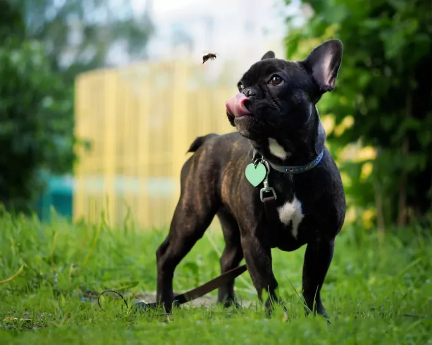 buldog z adresówką