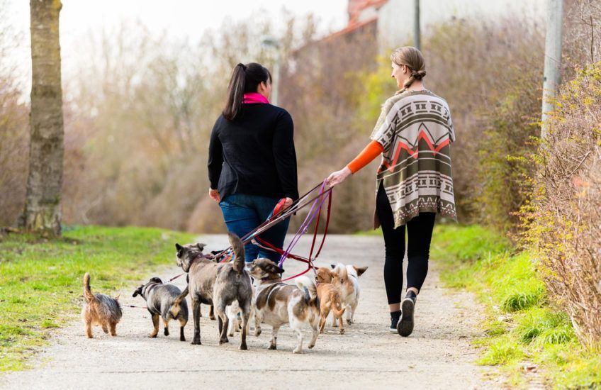 Dwie panie dog sitter na spacerze z psami