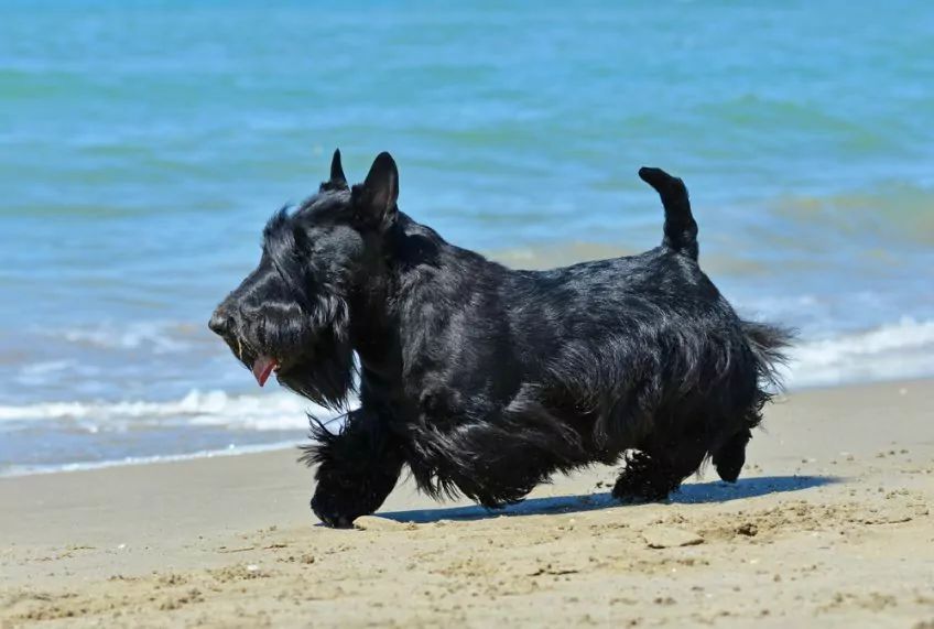 Czarny terier szkocki na plaży