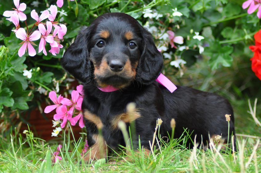 Szczeniak jamnika długowłosego