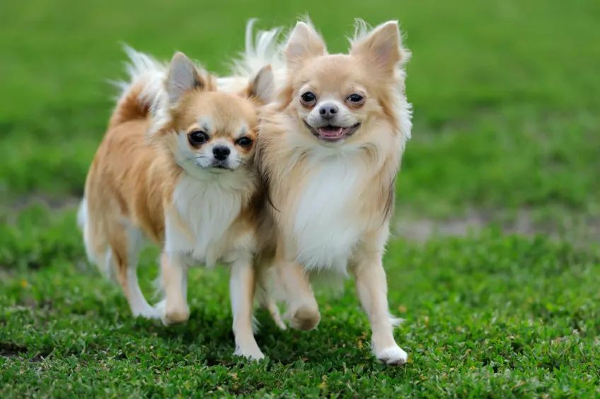 dwa psy rasy chihuahua