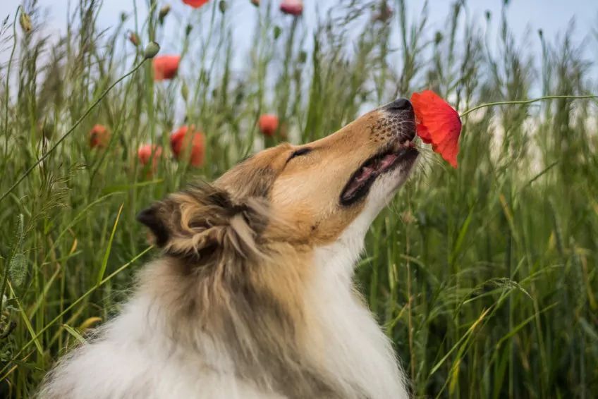 owczarek szkocki collie wącha kwiat