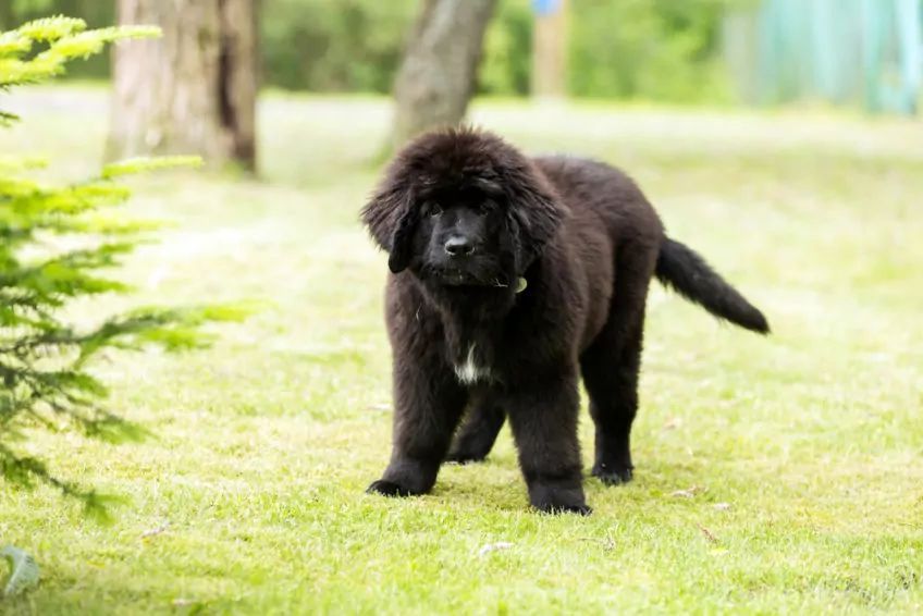 nowofundland szczeniak