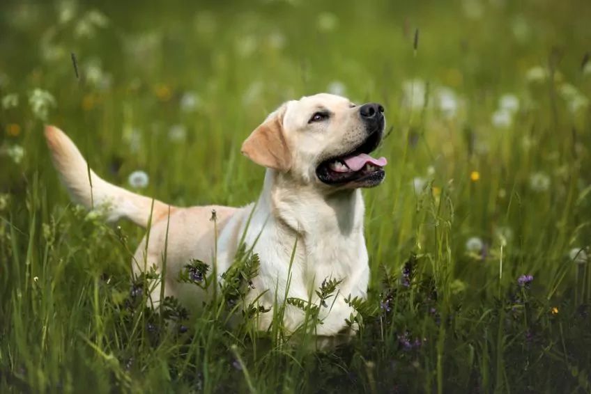 Labrador na łące