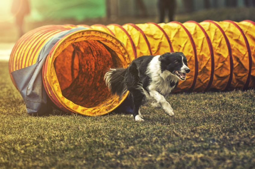 agility - psie sporty