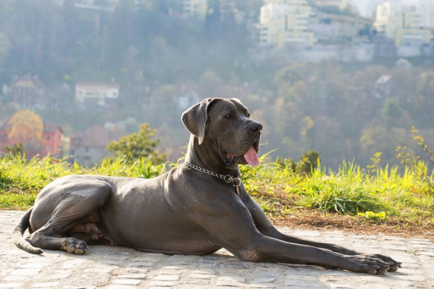 Dog niemiecki leży