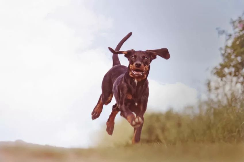 Szczeniak doberman biegnie
