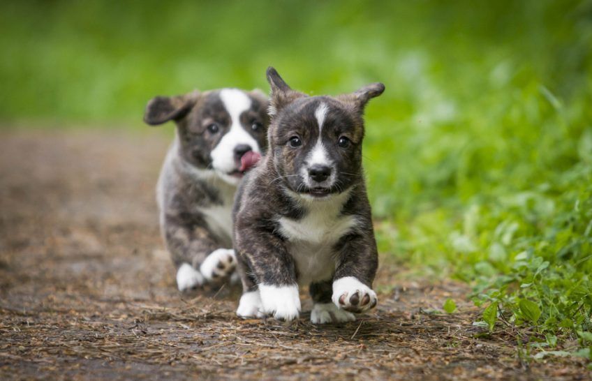 Szczeniaki cardigana