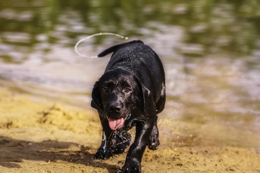 Labrador