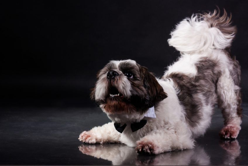 Ostrzyżony shih tzu w pozie zapraszającej do zabawy