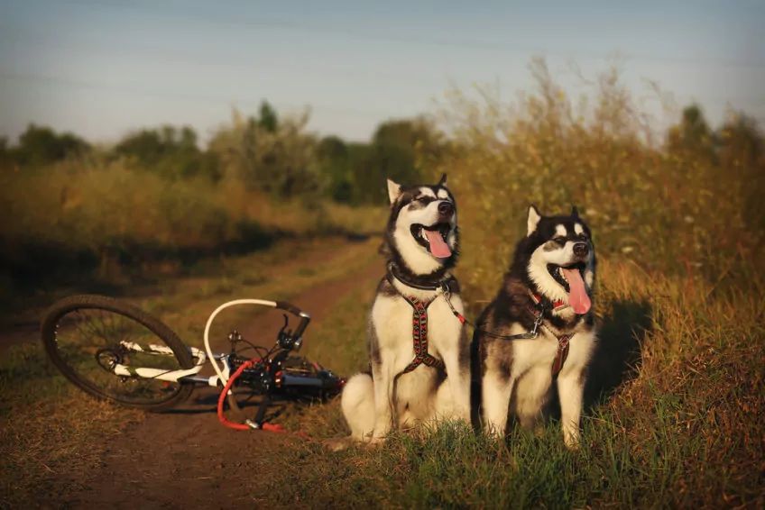 Dwa psy stoją na poboczu obok roweru