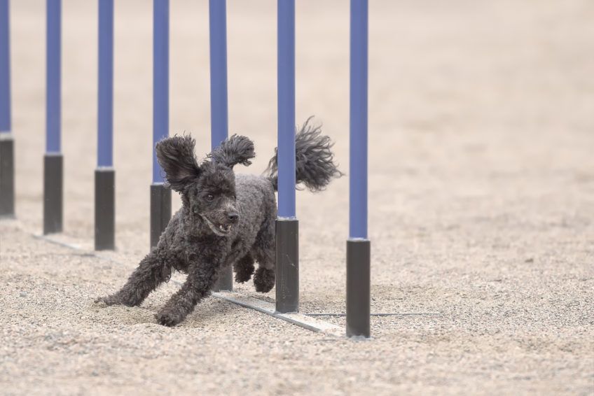 Pudel miniaturowy podczas zawodów sportowych agility