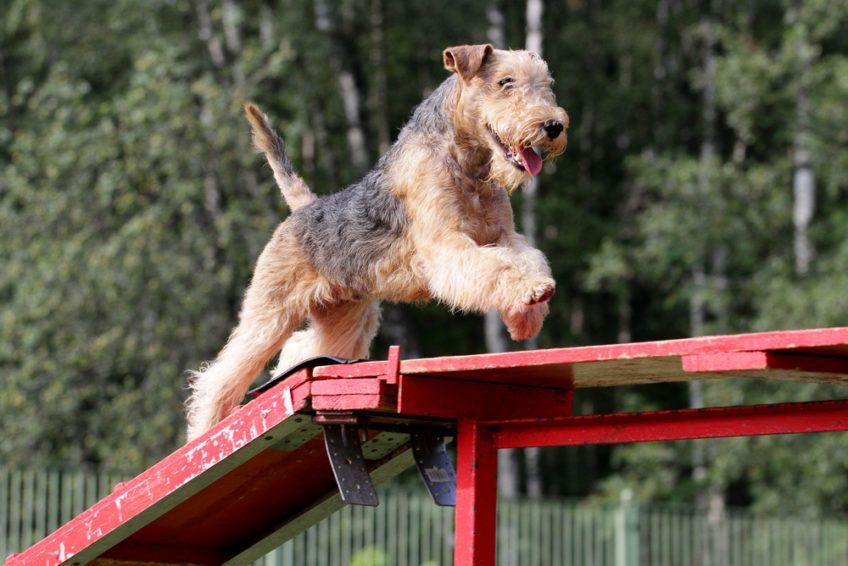 psie sporty agility
