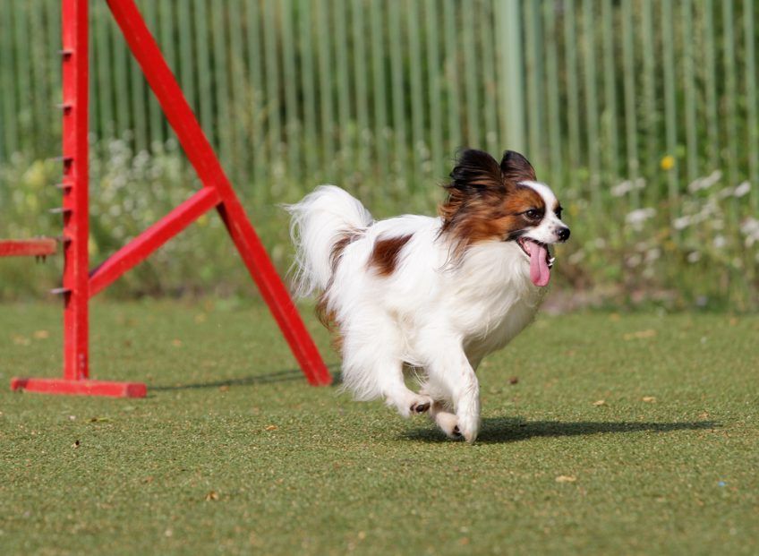 Papillon na torze agility