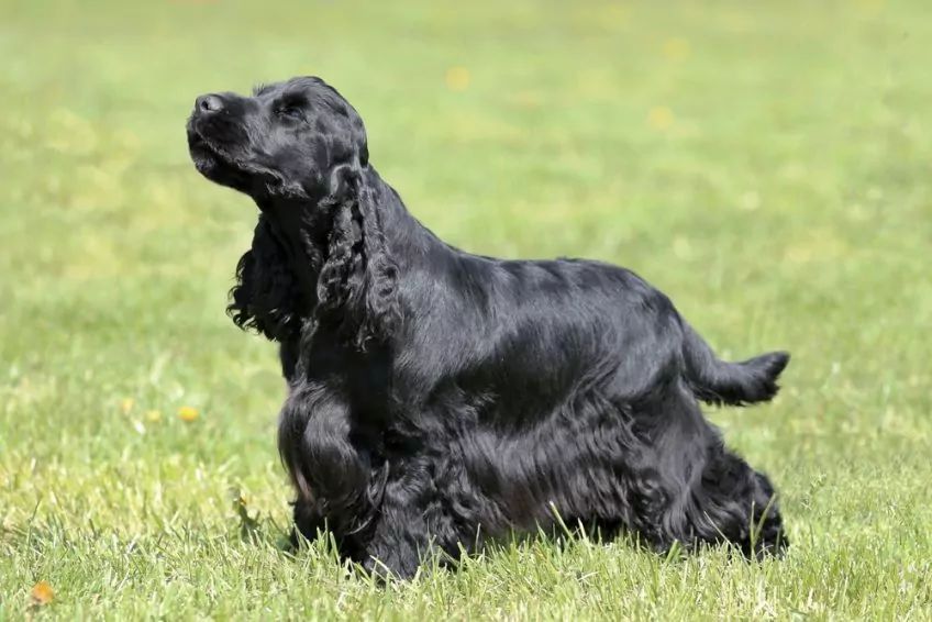 Czarny cocker spaniel w pozie wystawowej