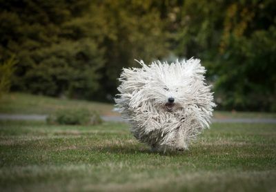Puli