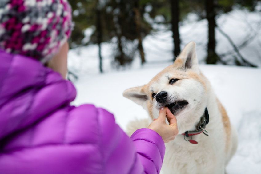 Shiba je smakołyk w zimę