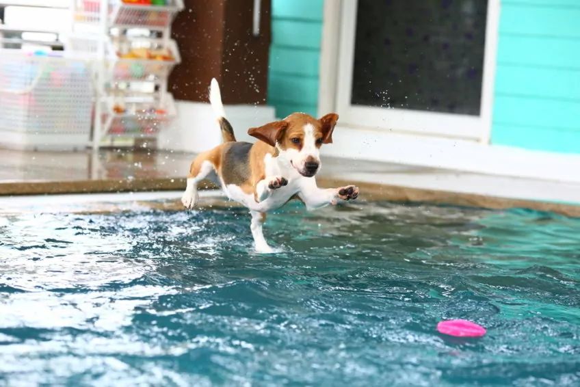 beagle skacze do wody