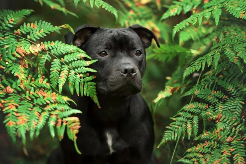 Czarny stafik siedzi wśród roślinności staffordshire bull terrier