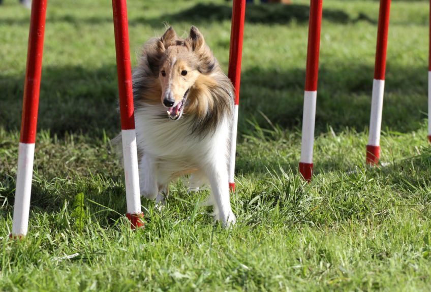 Sheltie podczas zawodów sportowych agility