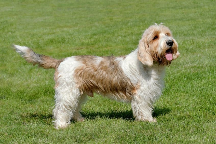 Petit basset griffon vendeen