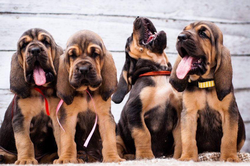Szczeniaki bloodhound