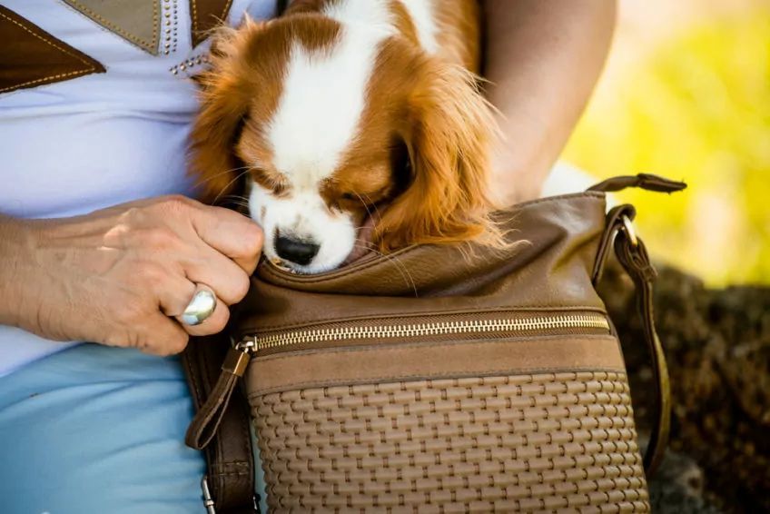 Cavalier king charles spaniel próbuje zajrzeć do torebki
