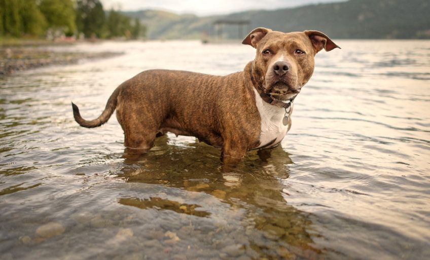 Pitbul w wodzie