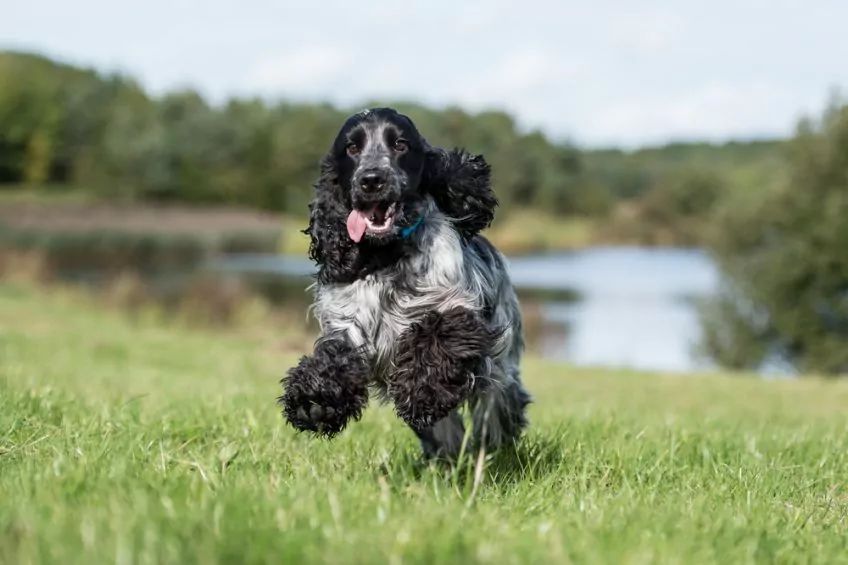 Cocker spaniel biegnie przez łąkę