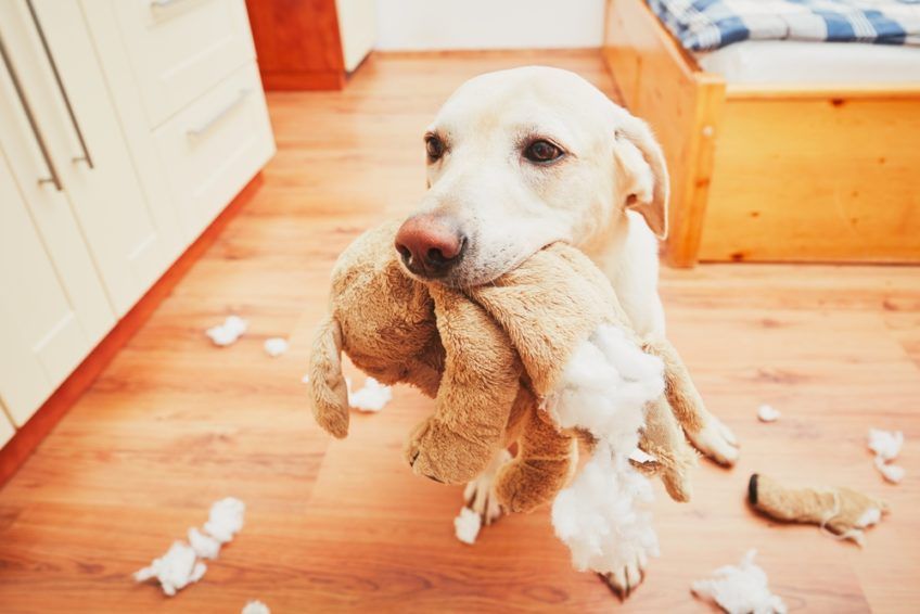 Labrador pogryzł maskotkę