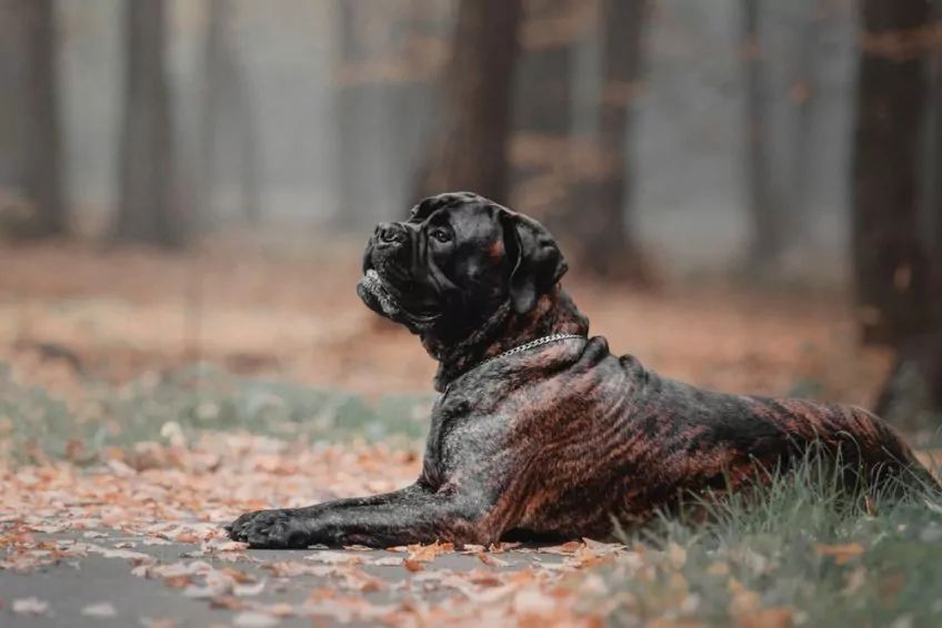 Bullmastiff w ciemnym umaszczeniu