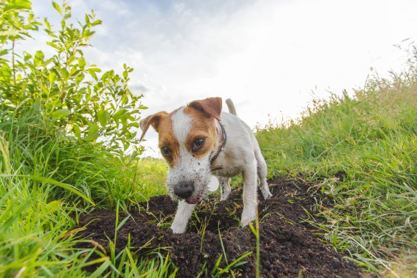 Jack russell kopie dół