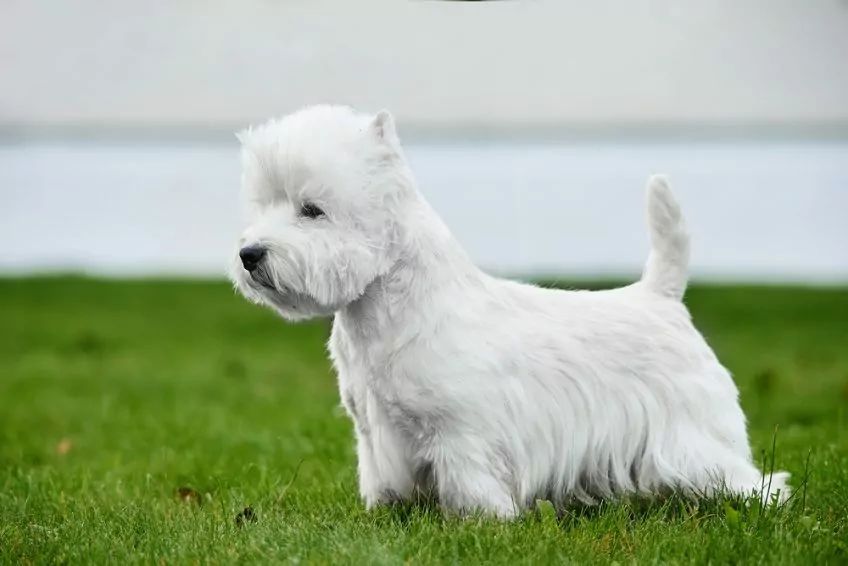 west highland white terrier w pozie wystawowej