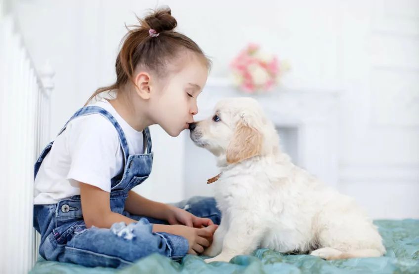 szczeniak golden retriever z dziewczynką