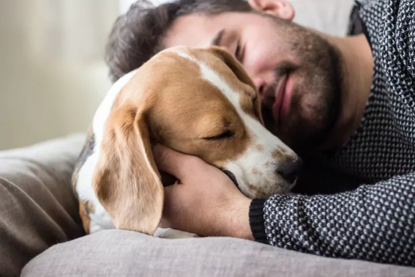 Chłopak i beagle