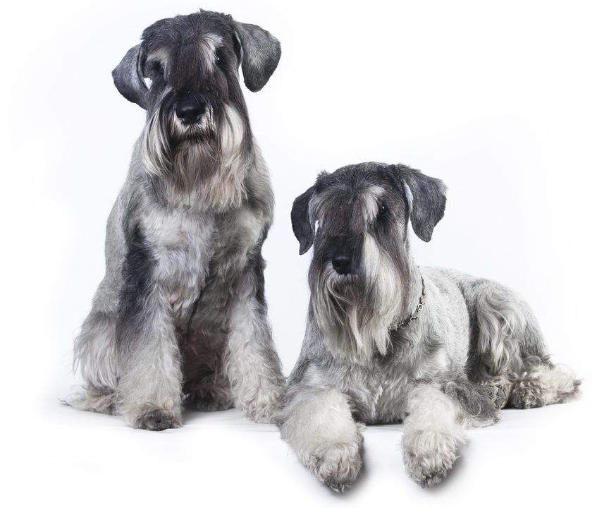 Dwa sznaucery na białym tle