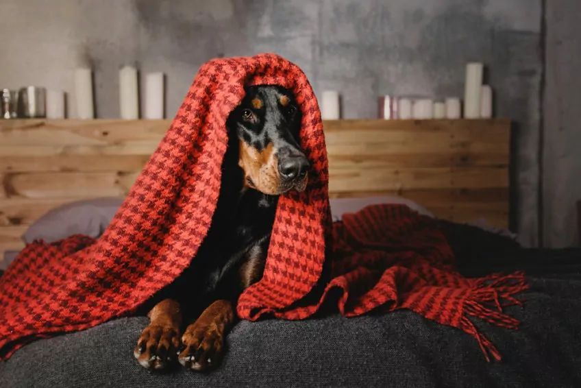 Doberman leży pod czerwonym kocem na łóżku