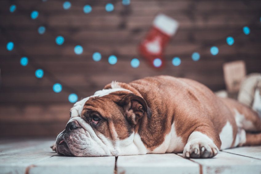 Buldog angielski leży na drewnianej podłodze