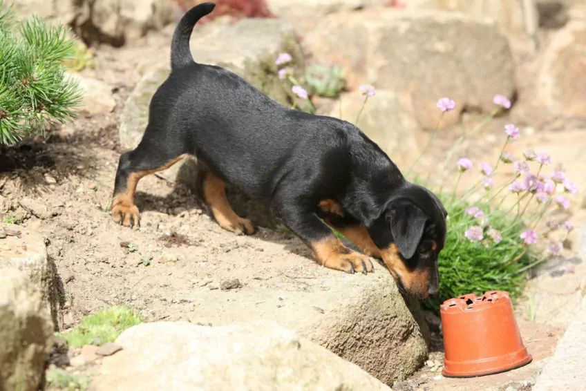 szczeniak rasy jagdterrier