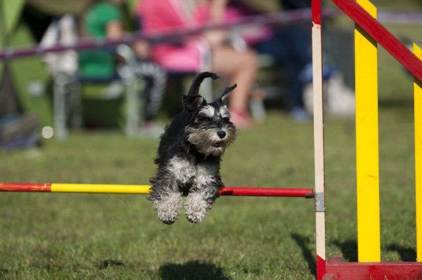 sznaucer miniaturowy i agility