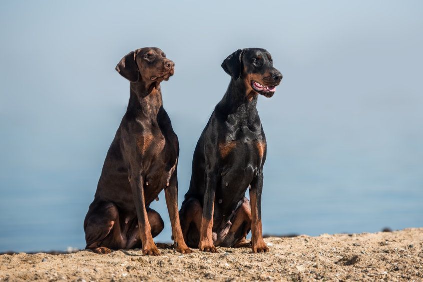 Dwa dobermany
