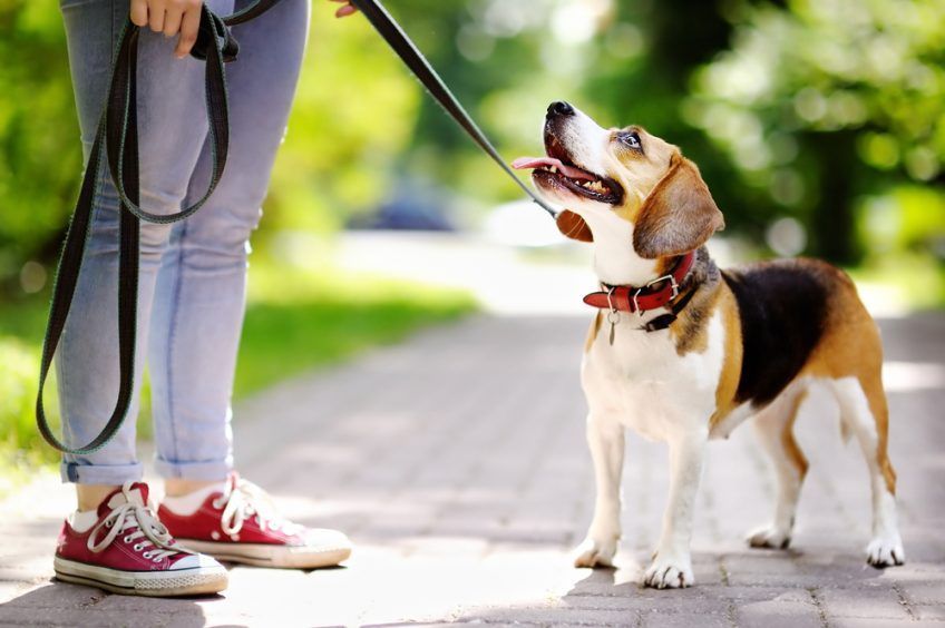 Beagle na spacerze