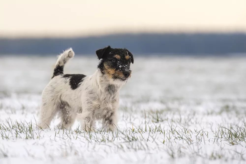 JRT na śniegu