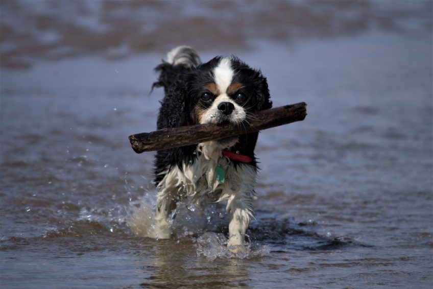 cavalier king charles spaniel biegnie z patykiem w pysku