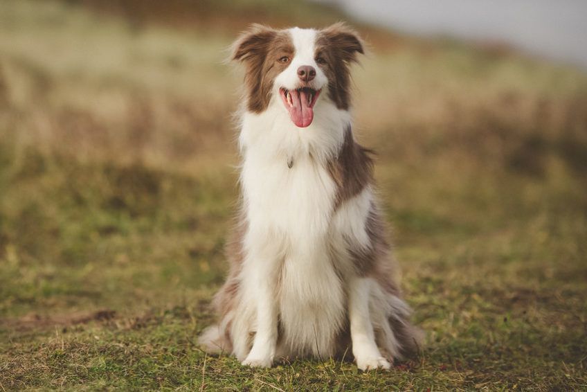 Border collie pozuje do zjęcia
