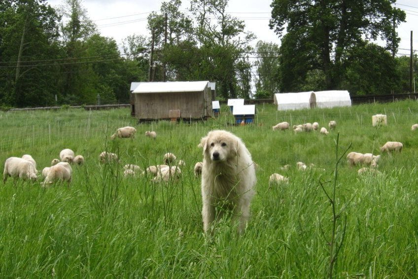 Akbash dog pilnuje owiec